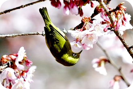 自分が変わると周りが変わるって？その３、魂の輝きと光