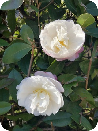 大きく揺れる、今、大切なこと。本当の自分を生きること。