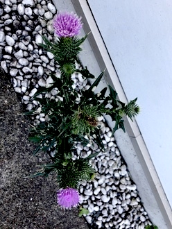 宿命や誕生した家ではなく、環境が大切で自分を変えていく